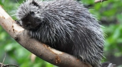 Sjevernoamerički nasip