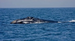 Sjeverni atlantic glatki komplet