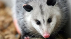 Severgerični opossum