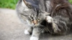 Flea i grinje šamponi za mačke