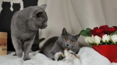Chartrene cat (foto): omiljeni francuski ne