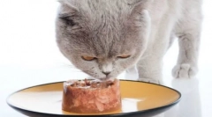 Sheba cat feed: veterinarske recenzije i detaljan pregled