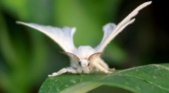 Silkworm