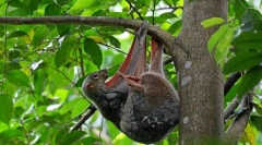 Satokel. Odvajanje sisavnih životinja