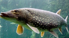 Pike: zanimljive činjenice o slatkovodnom predatoru