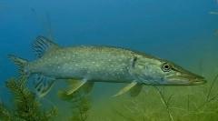 Pike