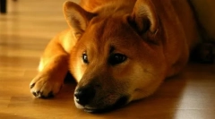 Shiba unutra