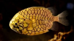 Australijska pristranost