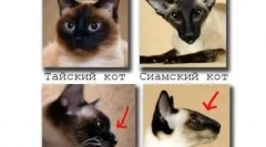 Siamese cat: plavooki dijamant u kući