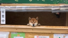 Siba inu: japanski osmijeh na psu