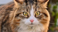 Kognitivni sindrom disfunkcije