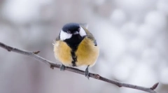 Tit
