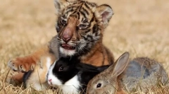 Sistematika životinja