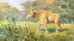 Sivateria