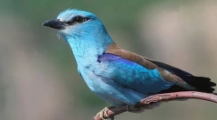 Jedinica običnog