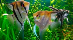 Skalarija (pterophylum sccalare)