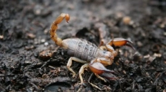 Škorpioni