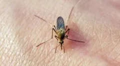 Otisci komaraca na tijelu