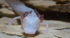 Spavaći salamander - najviši predodžtor podzemnog vodonosnika teksasa