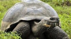 Ivory turtle