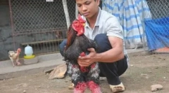 Elephant kokoši ha dong tao