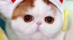 Snoopy-cat: teddy murlyka koji je osvojio internet