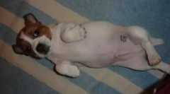 Passport pasa: kako i zbog čega čine pečatni kućni ljubimac