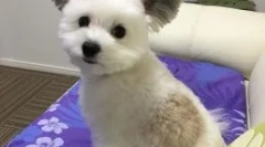 Pas gawa sa ušima poput cheburashka