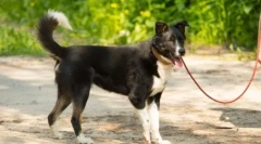 Pas ne želi hodati: uzroke i načine za rješavanje problema