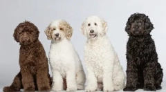 Provodnik za pse: 5 najboljih pasmina renderiranja