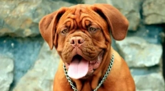 Brachicephali psi: lista pasmina i preporuka vlasnicima