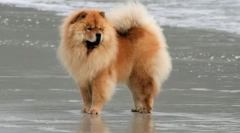 Psi pasmine chow-chow (foto): hoantoouse dom lion