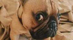 Psi ruskih zvijezda: omiljeni kućni ljubimci