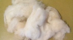 Psi sa kosom umjesto vune: posebne pasmine s velikim zahtjevima