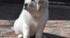 Psi najviše, najbolji pseći zapisi