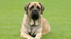 Sklopivi psi: revizija raste u stijeni