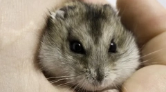 Sadržaj malih glodara