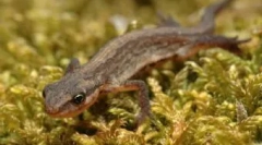 Sadržaj amfibijskih kuća