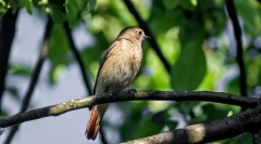 Nightingale