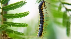 Centipede