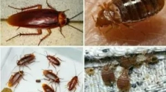 Suživot grešaka i žohara unutar stana