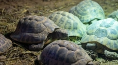 Hibernate kornjače poput zimske kornjače
