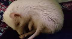 Hibernation ježevi gdje i kako ježevi