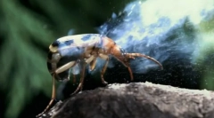 Načini zaštite insekata