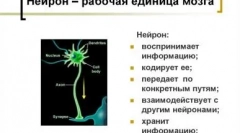 Usporedite kafiće i pasa inteligenciju: ko je pametniji