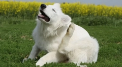 Datoteka iz buve i krpelja za pse i mačke