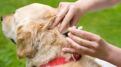 Sredstva prevencije i liječenja od buve