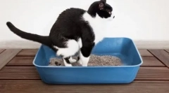 Kladim se na mačku kod kuće