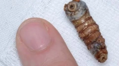 Strasni neugodni insekti (27 fotografija)