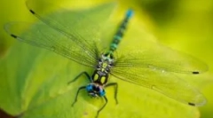 Dragonfly: opis i stil života